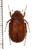 コフキコガネの一種　Melolonthinae species　中国（河北省）