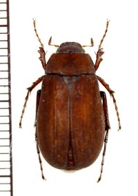 コフキコガネの一種　Melolonthinae species　中国（河北省）