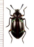 オオキノコムシ擬態のゴミムシダマシの一種　Tenebrionidae species　ベトナム北西部