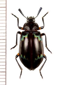 オオキノコムシ擬態のゴミムシダマシの一種　Tenebrionidae species　ベトナム北西部