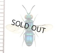 セイボウの一種　Chrysididae species　ソロモン諸島（ガダルカナル島）