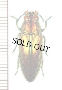 タマムシの一種　Philocteanus moricii　ベトナム南部