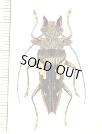カミキリムシの一種　Sepicana arfakensis　♂　インドネシア（ニューギニア島）