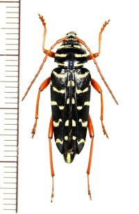 カミキリムシの一種　Placosternus erythropus　♀　メキシコ