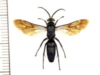 ハグロオオツツクモバチ　♂　石垣島