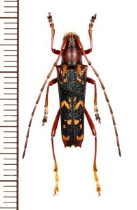 ミツギリゾウムシ擬態のカミキリムシの一種 　Glenea nigrorubricollis　♂　 ベトナム北西部