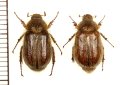 コフキコガネの一種　Lasiopsis caninus　ペア　ロシア