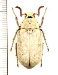 コフキコガネの一種　Polyphylla alba alba　♂　ロシア