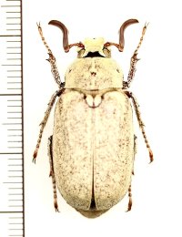 コフキコガネの一種　Polyphylla alba alba　♂　ロシア