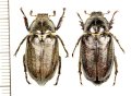 コフキコガネの一種　Anoxia pilosa　ペア　ロシア