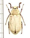 コフキコガネの一種　Polyphylla alba alba　♂　ロシア