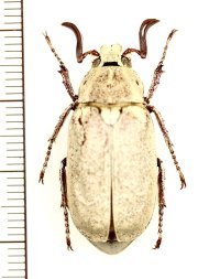 コフキコガネの一種　Polyphylla alba alba　♂　ロシア