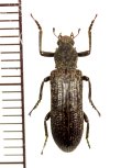 クビカクシゴミムシダマシの一種　Stenochinus sp.　 中国（雲南省）