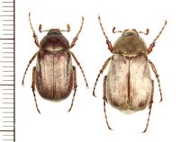 コフキコガネの一種　Chioneosoma porosum　ペア　カザフスタン