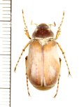 コフキコガネの一種　Chioneosoma tschitscherini　♀　カザフスタン