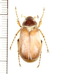コフキコガネの一種　Chioneosoma tschitscherini　♀　カザフスタン