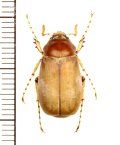 コフキコガネの一種　Chioneosoma pulvereum　♂　カザフスタン