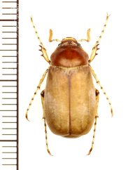 コフキコガネの一種　Chioneosoma pulvereum　♂　カザフスタン