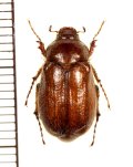 コフキコガネの一種　Lasiopsis duchoni　♀　キルギス