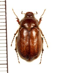 コフキコガネの一種　Lasiopsis duchoni　♀　キルギス