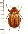 コフキコガネの一種　Amphimallon semenovi　♂　キルギス