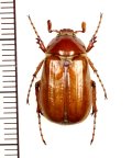 コフキコガネの一種　Madotrogus kirgisicus　♂　カザフスタン