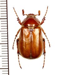 コフキコガネの一種　Madotrogus kirgisicus　♂　カザフスタン