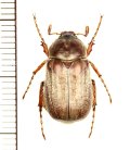 コフキコガネの一種　Chioneosoma porosum　♂　カザフスタン