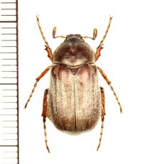 コフキコガネの一種　Chioneosoma porosum　♂　カザフスタン