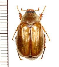 コフキコガネの一種　Amphimallon sp.　♀　カザフスタン