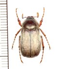 コフキコガネの一種　Chioneosoma porosum　♂　カザフスタン