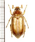 コフキコガネの一種　Achranoxia koenigi　♂　カザフスタン