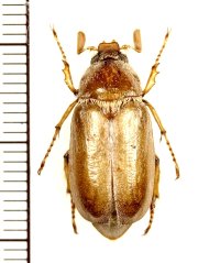 コフキコガネの一種　Achranoxia koenigi　♂　カザフスタン