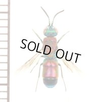 セイボウの一種　Chrysididae species　ロシア