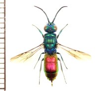 セイボウの一種　Chrysididae species　ロシア