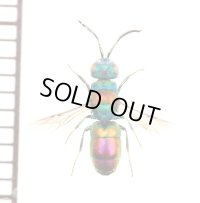 セイボウの一種　Chrysididae species　ロシア