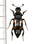 シデムシの一種　Nicrophorus distinctus　♂　 インドネシア（シュラウェシ島）