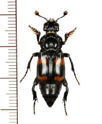 シデムシの一種　Nicrophorus distinctus　♂　 インドネシア（シュラウェシ島）