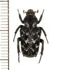 アリノスハナムグリの一種 　Callynomes niveosparsa　♀　フィリピン（レイテ島）
