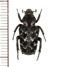 アリノスハナムグリの一種 　Callynomes niveosparsa　♀　フィリピン（レイテ島）