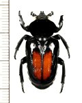 オバケアリノスハナムグリ　Cyclidius elongatus　ペルー