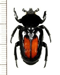 オバケアリノスハナムグリ　Cyclidius elongatus　ペルー