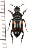 シデムシの一種　Nicrophorus distinctus　♂　 インドネシア（シュラウェシ島）