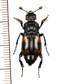 シデムシの一種　Nicrophorus distinctus　♂　 インドネシア（シュラウェシ島）