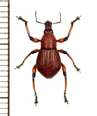 ゾウムシの一種　Macrocyrtus sp.　フィリピン(ルソン島)