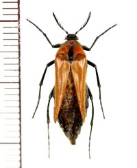 オオハナノミの一種　Rhipiphoridae species　♀　中国（雲南省）