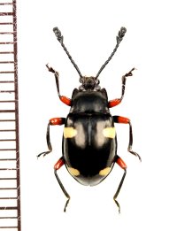 テントウムシダマシの一種　Endomychid species　ベトナム南部