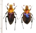 ヒゲブトハナムグリの一種　Amphicoma regalis　ペア　ベトナム北東部