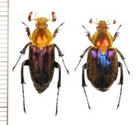 ヒゲブトハナムグリの一種　Amphicoma regalis　ペア　ベトナム北東部