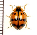 テントウムシの一種　Coccinellidae species　 ベトナム中部